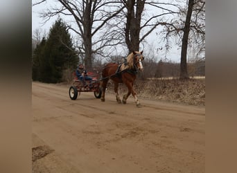 Koń pociągowy, Wałach, 7 lat, 165 cm, Ciemnokasztanowata