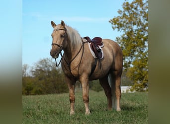 Koń pociągowy Mix, Wałach, 7 lat, 168 cm, Izabelowata