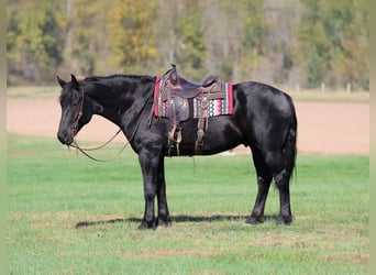 Koń pociągowy Mix, Wałach, 7 lat, 170 cm, Kara