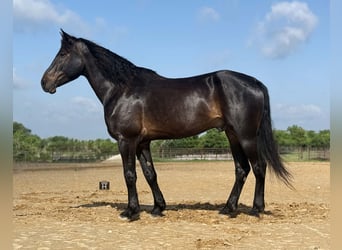 Koń pociągowy, Wałach, 7 lat, 173 cm, Gniada