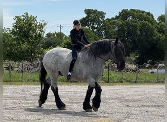 Koń pociągowy Mix, Wałach, 7 lat, 173 cm, Karodereszowata