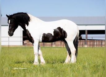 Koń pociągowy, Wałach, 7 lat, 173 cm, Tobiano wszelkich maści