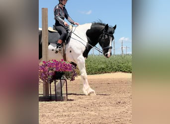 Koń pociągowy, Wałach, 7 lat, 173 cm, Tobiano wszelkich maści
