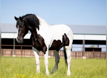 Koń pociągowy, Wałach, 7 lat, 173 cm, Tobiano wszelkich maści