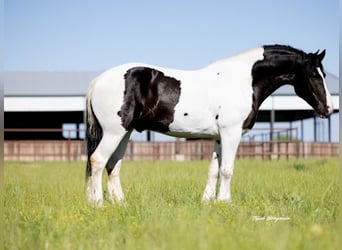 Koń pociągowy, Wałach, 7 lat, 173 cm, Tobiano wszelkich maści