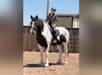 Koń pociągowy, Wałach, 7 lat, 173 cm, Tobiano wszelkich maści
