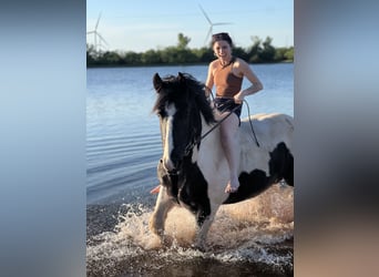 Koń pociągowy, Wałach, 7 lat, 173 cm, Tobiano wszelkich maści