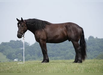 Koń pociągowy Mix, Wałach, 7 lat, Ciemnogniada