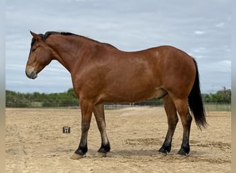 Koń pociągowy Mix, Wałach, 7 lat, Gniada