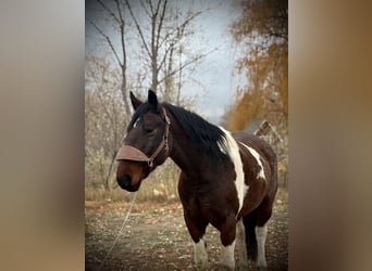 Koń pociągowy, Wałach, 7 lat, Tobiano wszelkich maści
