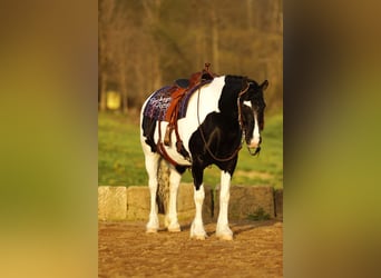 Koń pociągowy Mix, Wałach, 8 lat, 145 cm, Tobiano wszelkich maści