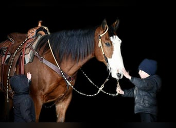 Koń pociągowy Mix, Wałach, 8 lat, 155 cm, Gniada