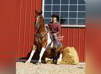 Koń pociągowy Mix, Wałach, 8 lat, 157 cm, Tobiano wszelkich maści