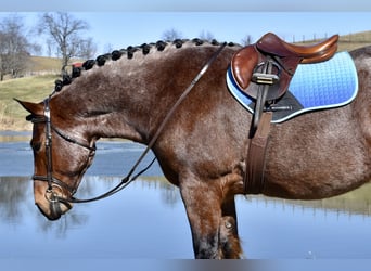 Koń pociągowy Mix, Wałach, 8 lat, 170 cm, Gniadodereszowata