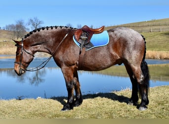 Koń pociągowy Mix, Wałach, 8 lat, 170 cm, Gniadodereszowata