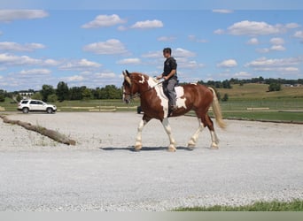 Koń pociągowy Mix, Wałach, 8 lat, 180 cm, Srokata