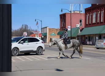 Koń pociągowy Mix, Wałach, 8 lat, Siwa