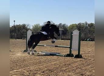 Koń pociągowy, Wałach, 9 lat, 160 cm, Kara