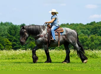 Koń pociągowy Mix, Wałach, 9 lat, 163 cm, Karodereszowata