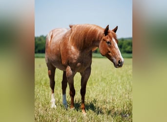 Koń pociągowy Mix, Wałach, 9 lat, Kasztanowatodereszowata