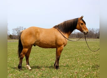Koń pociągowy, Wałach, 10 lat, 160 cm, Bułana