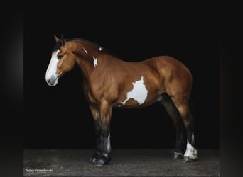 Koń pociągowy, Wałach, 13 lat, 165 cm, Overo wszelkich maści