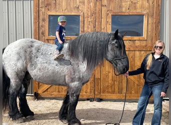 Koń pociągowy, Wałach, 13 lat, 173 cm, Karodereszowata