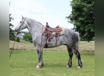 Koń pociągowy, Wałach, 14 lat, 175 cm, Siwa jabłkowita