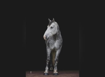 Koń pociągowy, Wałach, 14 lat, 175 cm, Siwa jabłkowita