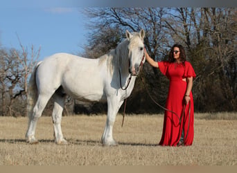 Koń pociągowy, Wałach, 17 lat, 150 cm, Siwa