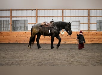 Koń pociągowy Mix, Wałach, 4 lat, 163 cm, Karodereszowata