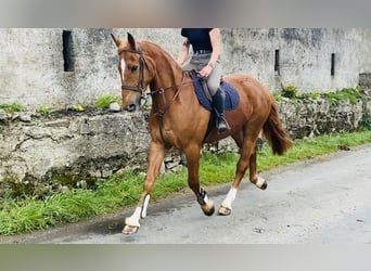 Koń pociągowy, Wałach, 4 lat, 164 cm, Ciemnokasztanowata