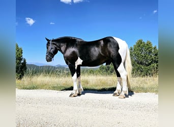 Koń pociągowy Mix, Wałach, 4 lat, 168 cm