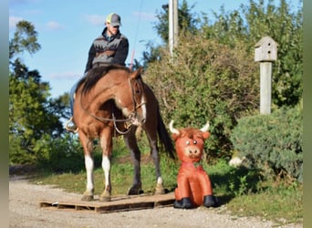 Koń pociągowy, Wałach, 5 lat, 163 cm, Gniadodereszowata