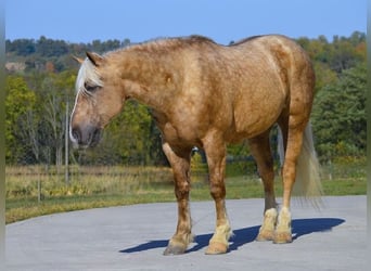 Koń pociągowy, Wałach, 5 lat, 163 cm, Izabelowata