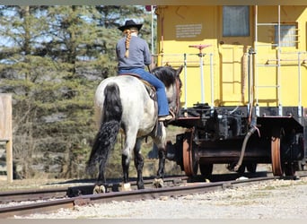 Koń pociągowy Mix, Wałach, 5 lat, 163 cm, Karodereszowata
