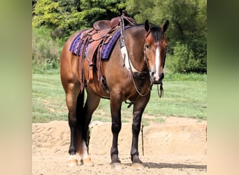 Koń pociągowy Mix, Wałach, 5 lat, 165 cm, Gniada