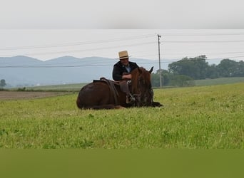 Koń pociągowy Mix, Wałach, 5 lat, Ciemnokasztanowata