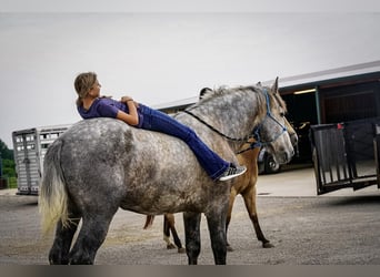 Koń pociągowy, Wałach, 5 lat, Siwa