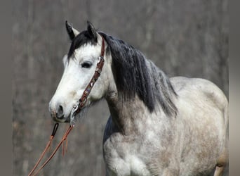 Koń pociągowy, Wałach, 6 lat, 160 cm, Siwa