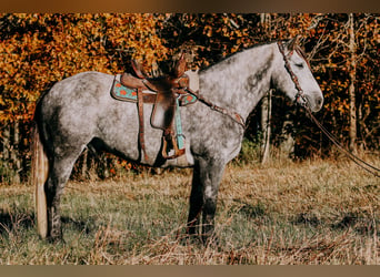 Koń pociągowy, Wałach, 6 lat, 163 cm, Siwa jabłkowita