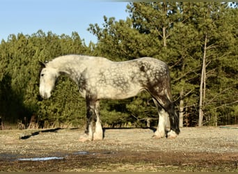 Koń pociągowy Mix, Wałach, 6 lat, 163 cm, Siwa