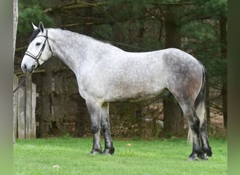 Koń pociągowy Mix, Wałach, 6 lat, 165 cm, Siwa