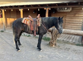 Koń pociągowy, Wałach, 7 lat, 150 cm, Siwa