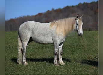 Koń pociągowy, Wałach, 7 lat, 157 cm, Siwa jabłkowita