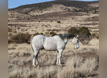 Koń pociągowy Mix, Wałach, 7 lat, 157 cm, Siwa