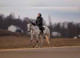 Koń pociągowy Mix, Wałach, 8 lat, 163 cm, Siwa