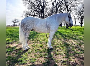 Koń pociągowy, Wałach, 9 lat, 155 cm, Siwa jabłkowita