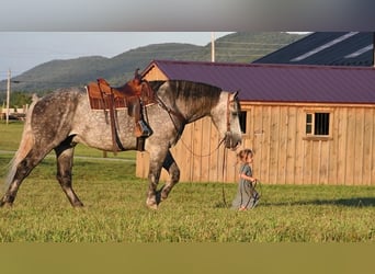 Koń pociągowy Mix, Wałach, 9 lat, 173 cm, Siwa