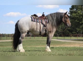 Koń pociągowy, Wałach, 9 lat, 175 cm, Gniadodereszowata